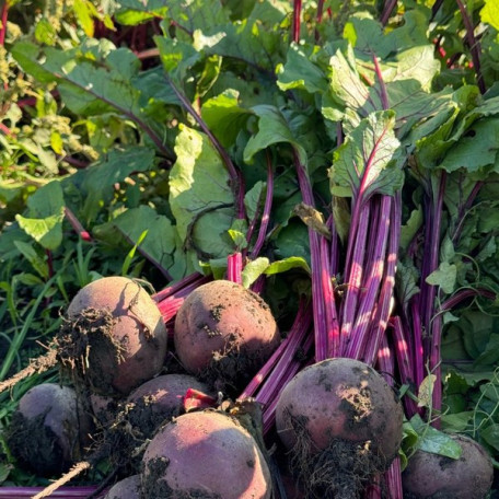Рубі Бой F1 — буряк столовий (Libra Seeds)