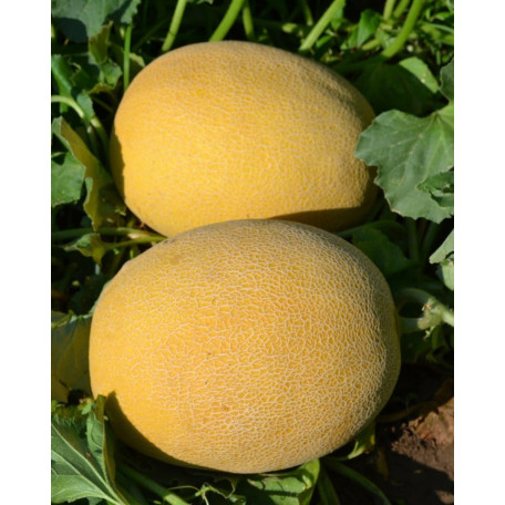 Афродіта F1 — диня типу Ананас середньостигла (Libra Seeds)