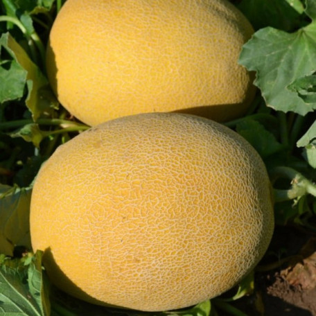 Афродіта F1 — диня типу Ананас середньостигла (Libra Seeds)