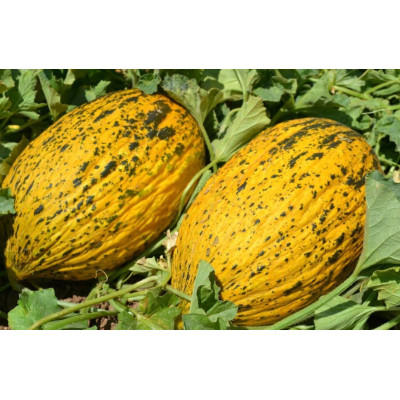 Аріана F1 — диня типу Кишлік ранньостигла (Libra Seeds)