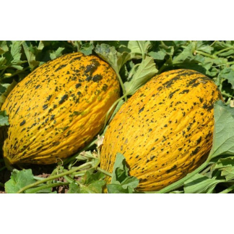 Аріана F1 — диня типу Кишлік ранньостигла (Libra Seeds)
