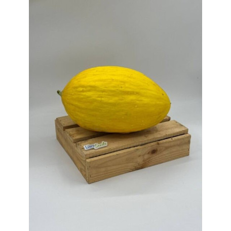 LS 10 F1 — диня типу Жовта канарська ранньостигла (Libra Seeds)