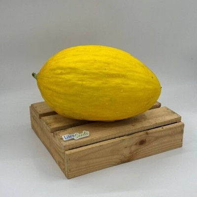 LS 10 F1 — диня типу Жовта канарська ранньостигла (Libra Seeds)