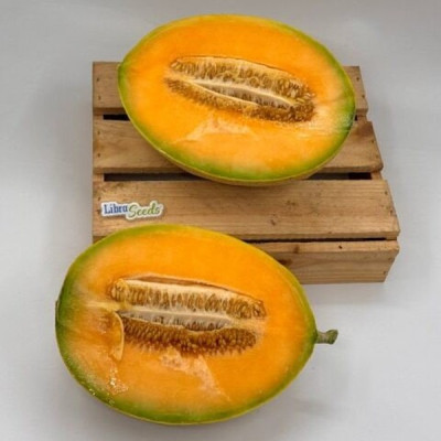 LS 2228 F1 — диня типу Галія ранньостигла (Libra Seeds)
