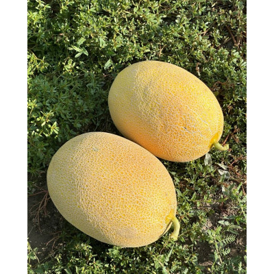 Селена (М 21)F1 — диня типу Ананас ранньостигла (Libra Seeds)