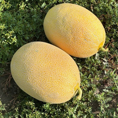 Селена (М 21)F1 — диня типу Ананас ранньостигла (Libra Seeds)