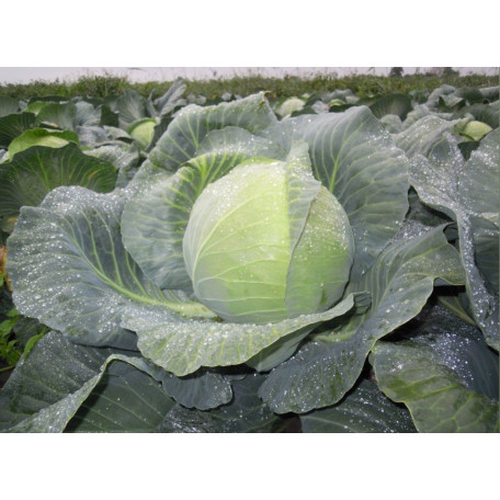 Діжон F1 — капуста б/г середньопізня (Libra Seeds)