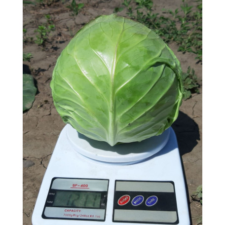 Ксена F1 — капуста б/г рання (Libra Seeds)