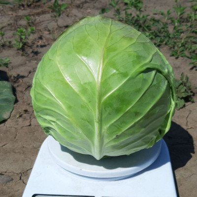 Ксена F1 — капуста б/г рання (Libra Seeds)
