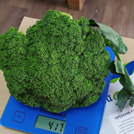 Пребона F1 — капуста броколі рання (Libra Seeds)