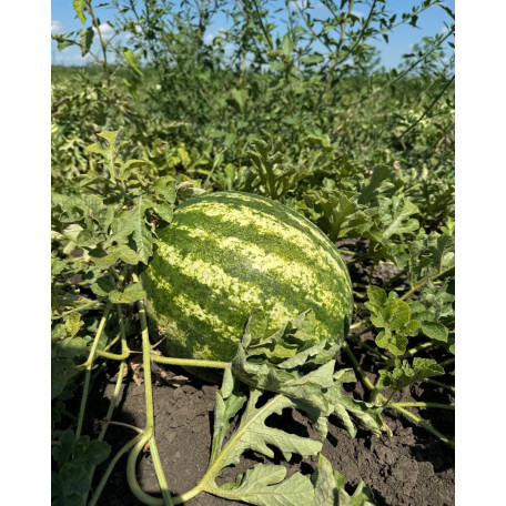 АУ Продюсер — кавун типу Кримсон Світ середньостиглий (Libra Seeds)