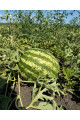 АУ Продюсер — кавун типу Кримсон Світ середньостиглий (Libra Seeds)