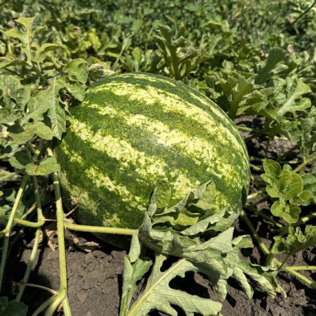 АУ Продюсер — кавун типу Кримсон Світ середньостиглий (Libra Seeds)