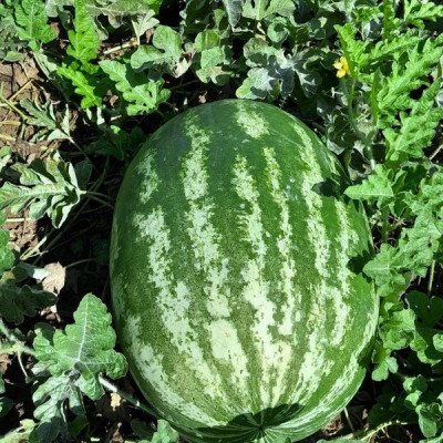 Квантум F1 — кавун типу Кримсон Світ середньоранній (Libra Seeds)