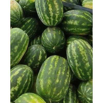 Ланкастер F1 — кавун типу Кримсон Світ ранній (Libra Seeds)