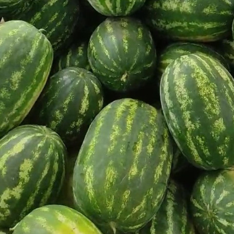 Ланкастер F1 — кавун типу Кримсон Світ ранній (Libra Seeds)