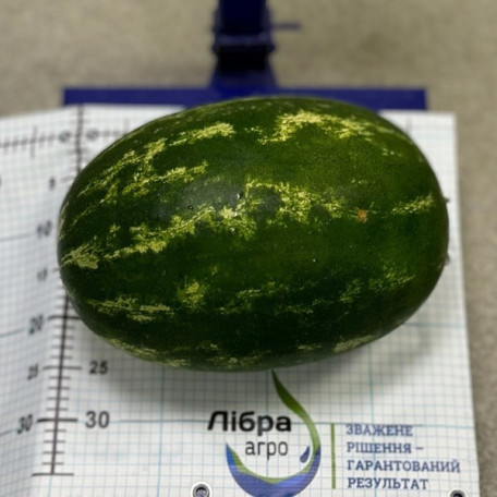 Марана F1 — кавун типу Кримсон Світ ранній (Libra Seeds)