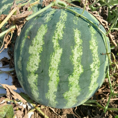 Янкі F1 — кавун типу Кримсон Світ ранній (Libra Seeds)
