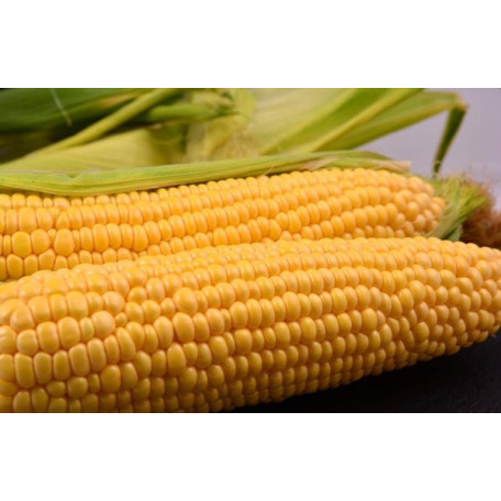 Сансвіт F1 — кукурудза солодка середньорання (Libra Seeds)