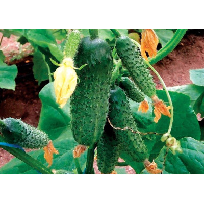 ГВ 08 F1 Коломбо — огірок партенокарп. ранній (Libra Seeds)