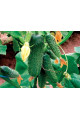 ГВ 08 F1 Коломбо — огірок партенокарп. ранній (Libra Seeds)