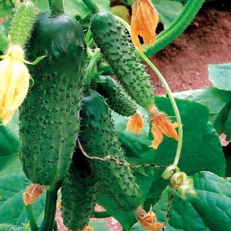 ГВ 08 F1 Коломбо — огірок партенокарп. ранній (Libra Seeds)