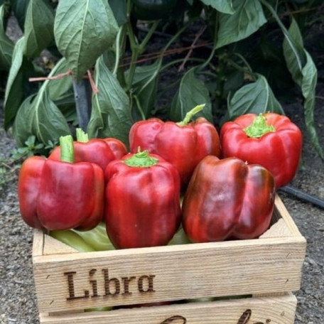 Фіджі F1 — перець солодкий типу Венгерський ранній (Libra Seeds)