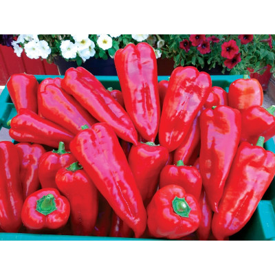 Мако F1 — перець солодкий типу Каппі ранньостиглий (Libra Seeds)