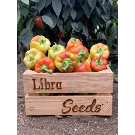 Рубікон F1 — перець солодкий типу Венгерський ранній (Libra Seeds)