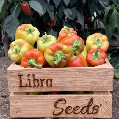 Рубікон F1 — перець солодкий типу Венгерський ранній (Libra Seeds)