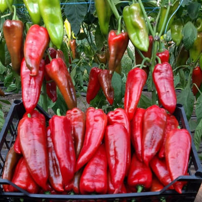 Супер Кап F1 — перець солодкий типу Каппі ранній (Libra Seeds)