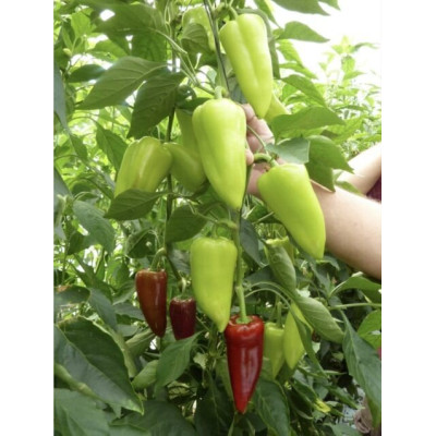Троян F1 — перець солодкий типу Венгерський ранній (Libra Seeds)