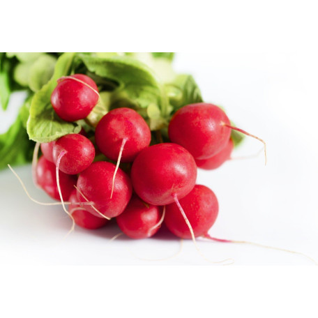 Медісон F1 — редис ранній 18–23 дн. (Libra Seeds)