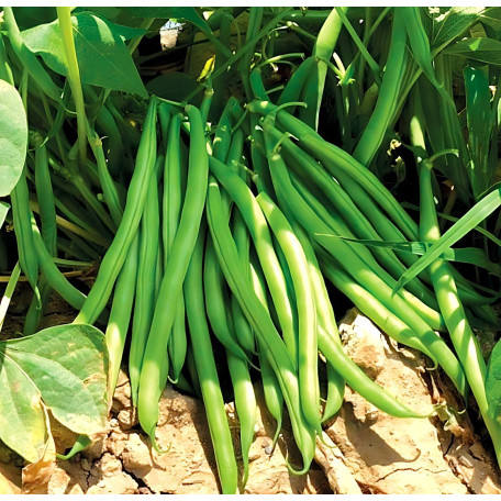 Бурмен — квасоля спаржева рання (Libra Seeds)
