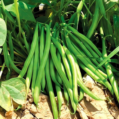 Бурмен — квасоля спаржева рання (Libra Seeds)
