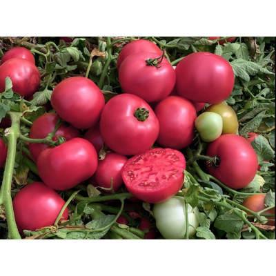 Альма F1 — рожевий томат детермінантний (Libra Seeds)