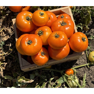 Батур F1 — томат детермінантний (Libra Seeds)