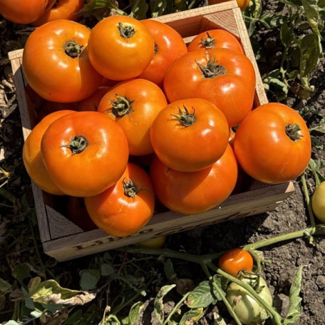 Батур F1 — томат детермінантний (Libra Seeds)