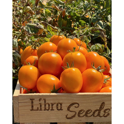 Флоренс F1 — томат сливка детермінантний (Libra Seeds)