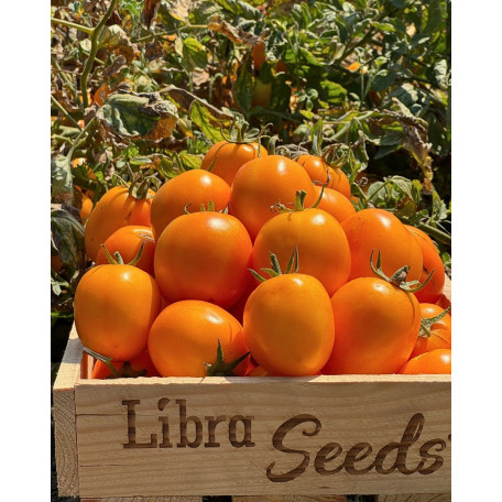 Флоренс F1 — томат сливка детермінантний (Libra Seeds)