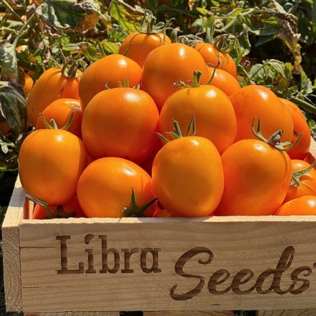 Флоренс F1 — томат сливка детермінантний (Libra Seeds)