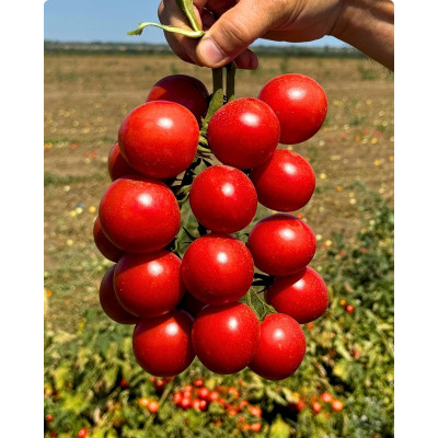 Ламар F1 — черрі томат детермінантний (Libra Seeds)