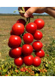 Ламар F1 — черрі томат детермінантний (Libra Seeds)