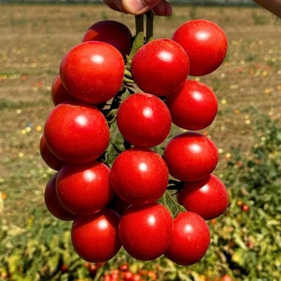 Ламар F1 — черрі томат детермінантний (Libra Seeds)