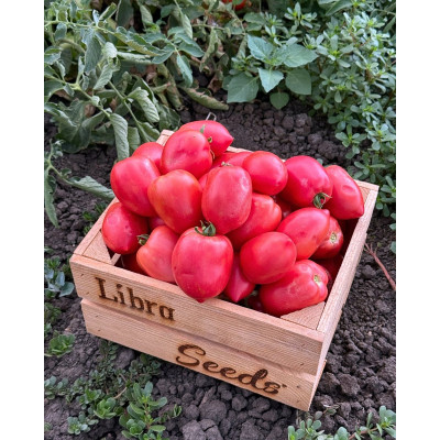 Пінк Крос F1 — рожевий томат детермінантний (Libra Seeds)
