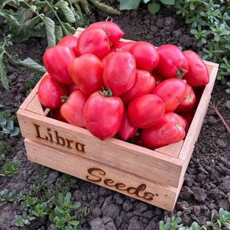 Пінк Крос F1 — рожевий томат детермінантний (Libra Seeds)