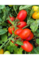 Рекордсмен F1 — томат сливка детермінантний (Libra Seeds)