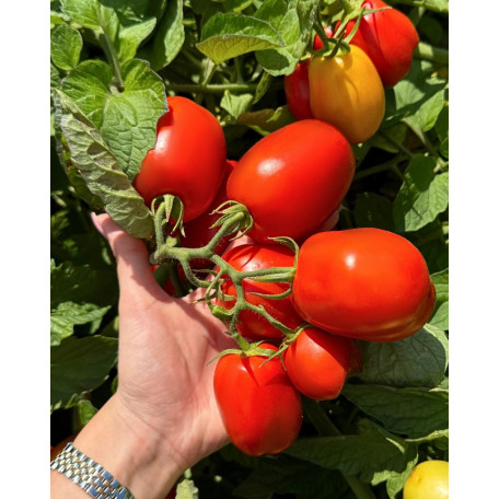 Салерно F1 — томат сливка детермінантний (Libra Seeds)