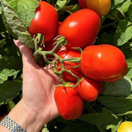 Салерно F1 — томат сливка детермінантний (Libra Seeds)