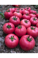 Сім-Сім F1 — рожевий томат індетермінантний (Libra Seeds)